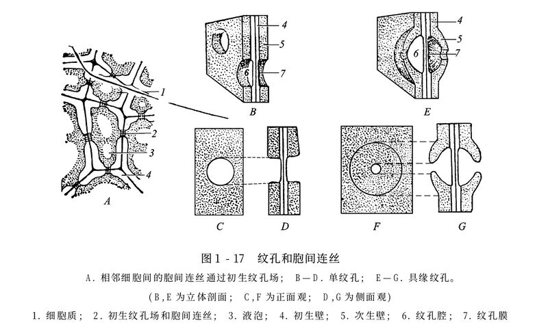 文件:陆p30.jpg