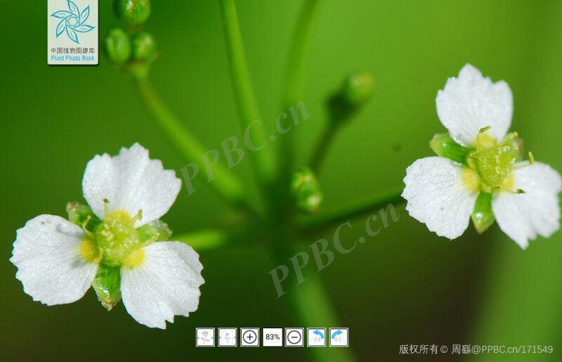 文件:泽泻花.jpg