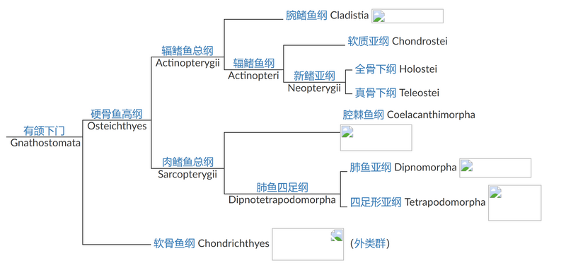 文件:鱼 大体分类.png
