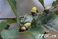 2026年5月22日 (五) 17:28版本的缩略图