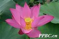 2026年5月21日 (四) 20:53版本的缩略图