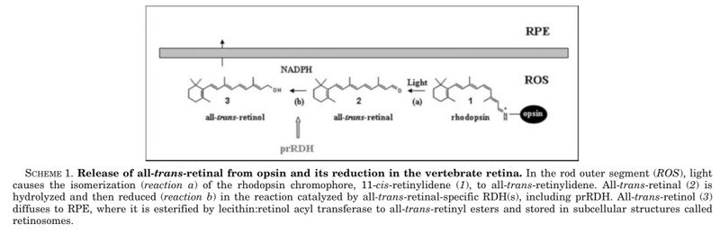 文件:视紫红质转化.jpg