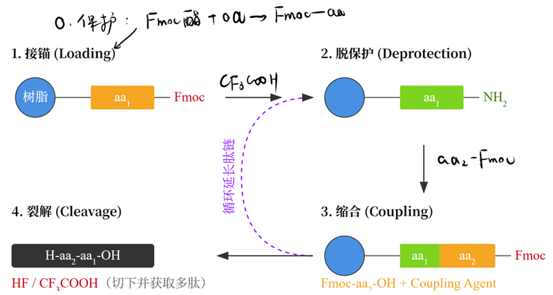 文件:肽固相合成示意图.png