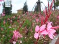 2026年5月21日 (四) 19:19版本的缩略图