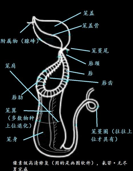 文件:猪笼草捕虫笼简图.jpg