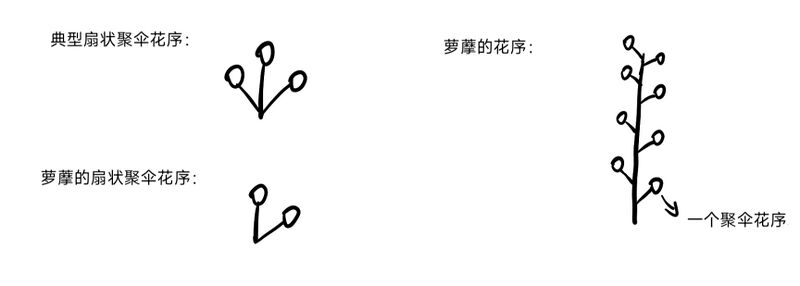 文件:萝藦花序 参考刘全儒老师.jpg