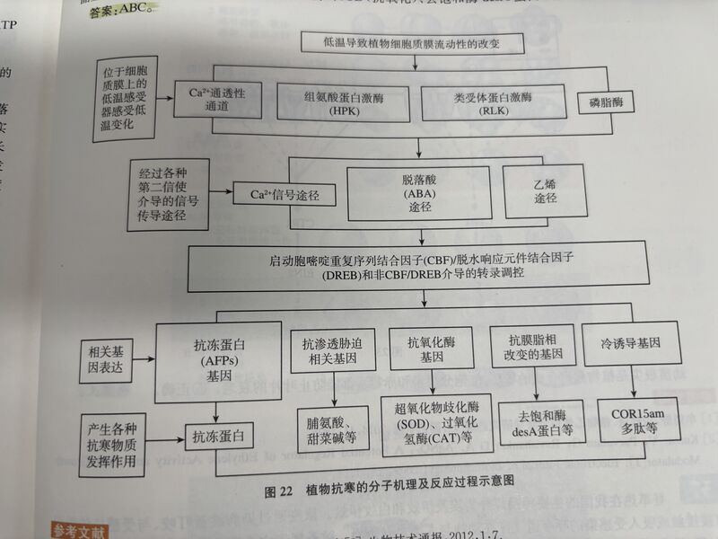 文件:植物低温应激.jpg