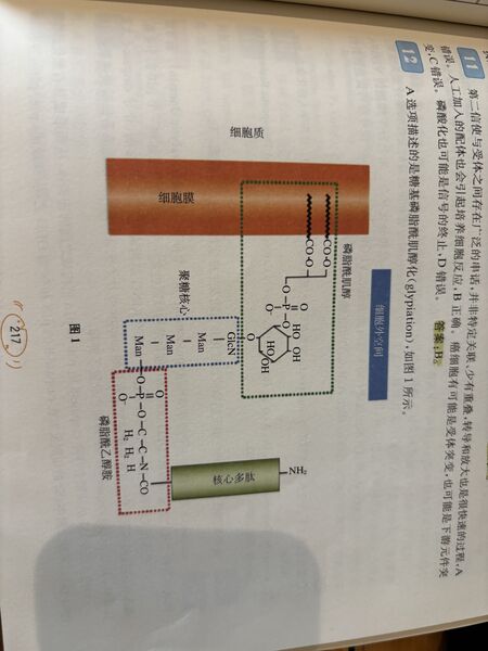 文件:糖基化连接2.jpg