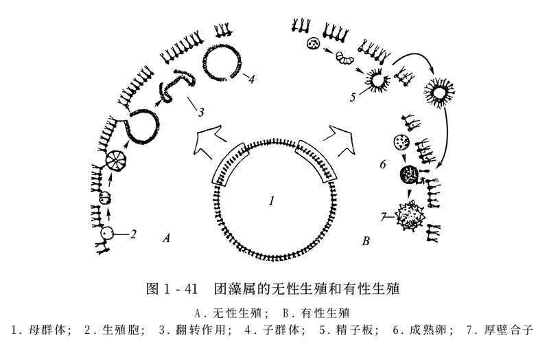文件:陆时万植物学下册p41.jpg