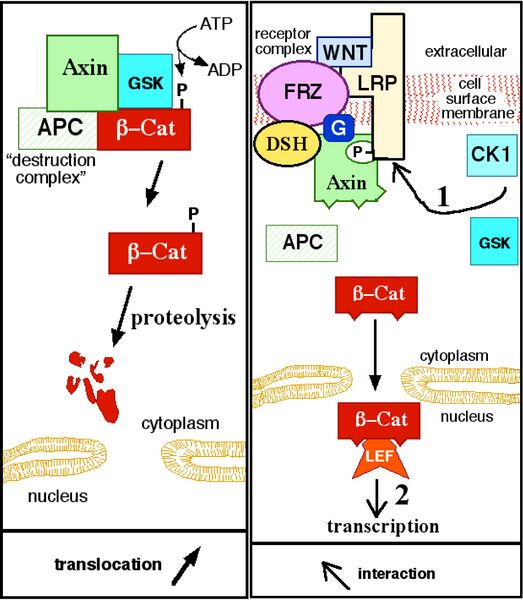 文件:WNTPathway.jpg