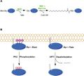 文件:Lipoprotein.jpg的缩略图