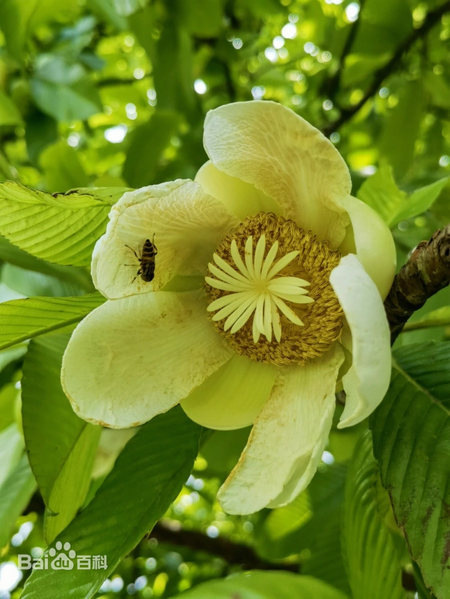 文件:五桠果花.webp