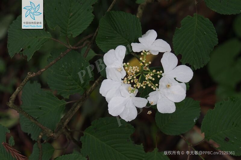 文件:蝴蝶戏珠花.jpg