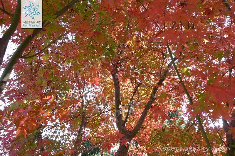 文件:鸡爪槭.jpg