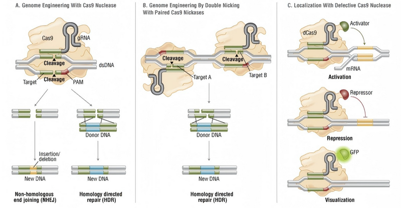 文件:CRISPR-Cas9.png