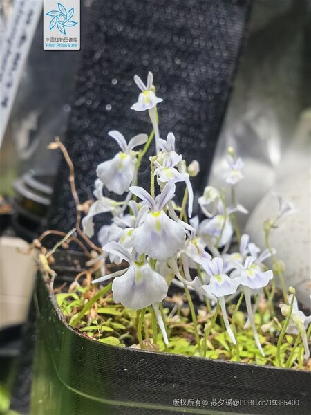 文件:小兔挖耳草.jpg