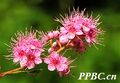 2026年5月22日 (五) 17:15版本的缩略图