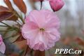 2026年5月22日 (五) 17:16版本的缩略图