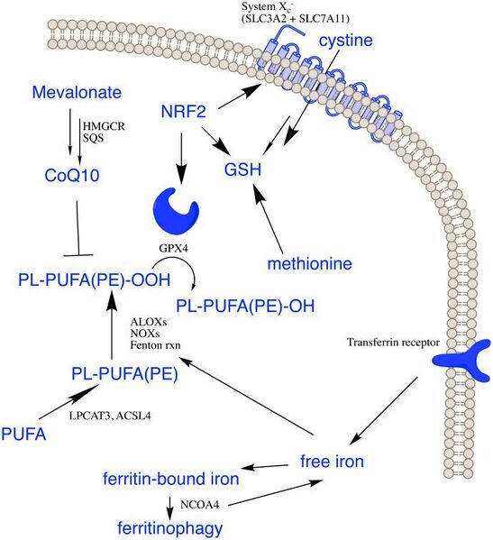 文件:Pathways controlling ferroptosis.jpg