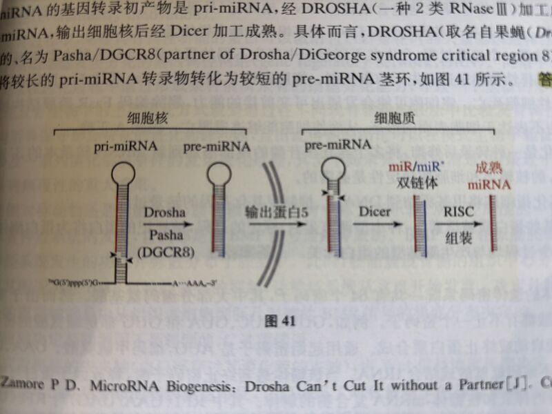 文件:MiRNA1.jpg
