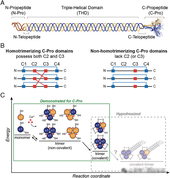 文件:Mmexport1768529625882 edit 25882012635646.png