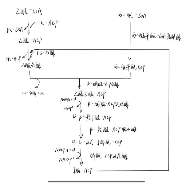 文件:Screenshot 2025-07-13-21-17-10-065 com.freenotes.freenotes-edit.jpg
