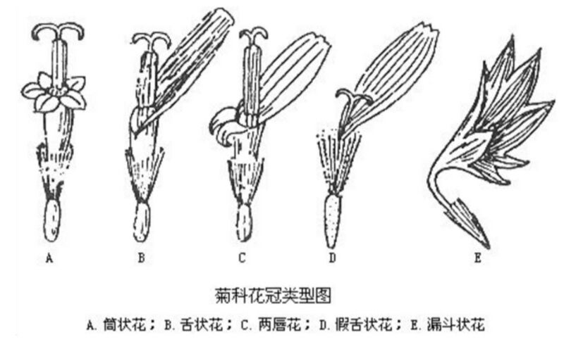 文件:菊科小花模式图.jpg