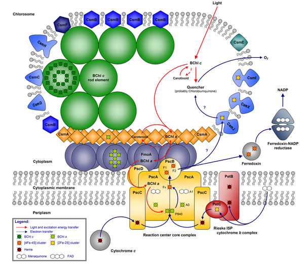chlorosome、FMO复合体、反应中心的结构