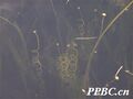 2026年5月4日 (一) 11:58版本的缩略图