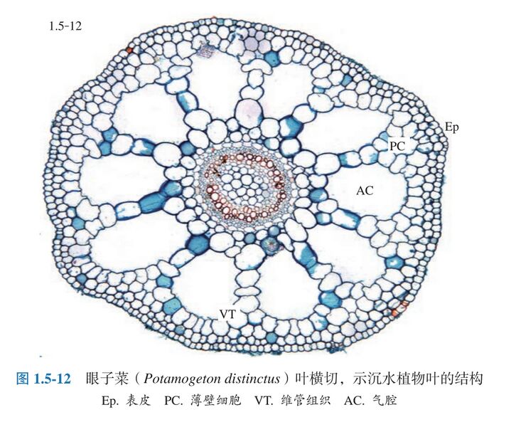 文件:眼子菜叶.jpg