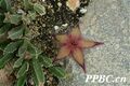 2026年5月21日 (四) 16:54版本的缩略图
