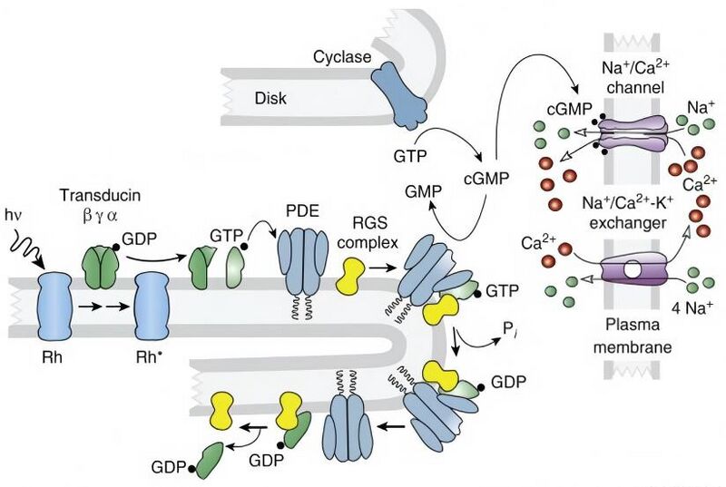 文件:Light-activated-rhodopsin-pathway.jpg