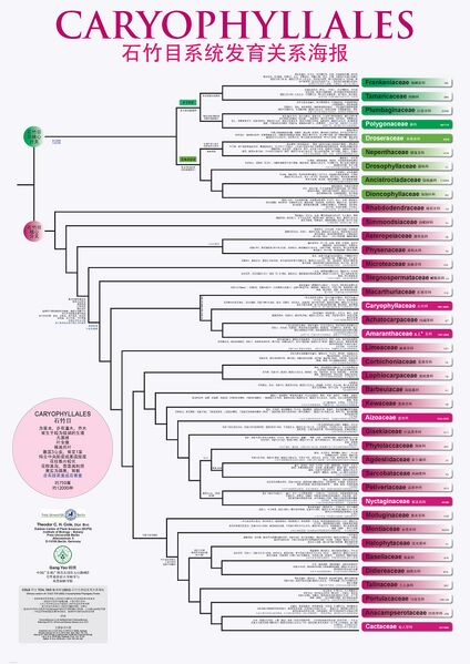 文件:CaryophyllalesPP-CN-2022-V3 页面 2.jpg