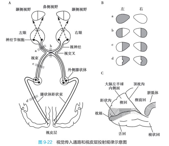 文件:生理学第十版p264.jpg