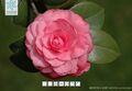 2026年5月22日 (五) 20:33版本的缩略图