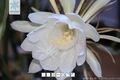 2026年5月22日 (五) 20:35版本的缩略图