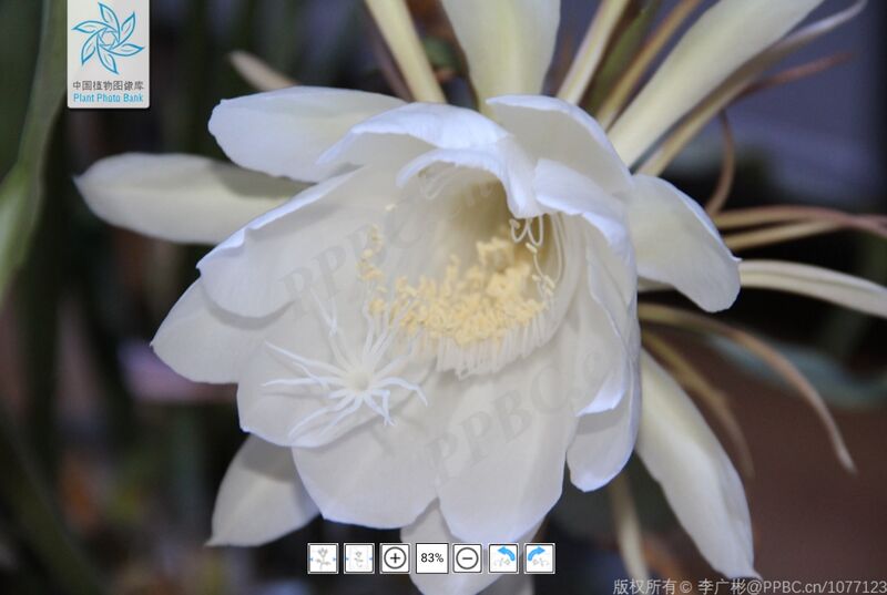 文件:昙花.jpg