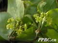 2026年5月6日 (三) 22:07版本的缩略图