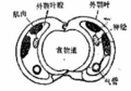 2024年12月14日 (六) 21:51版本的缩略图