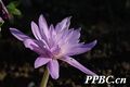 2026年5月6日 (三) 22:11版本的缩略图