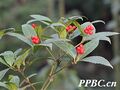 2026年5月22日 (五) 11:17版本的缩略图