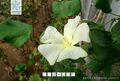 2026年4月28日 (二) 07:42版本的缩略图